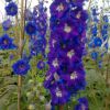 Delphinium Elatum